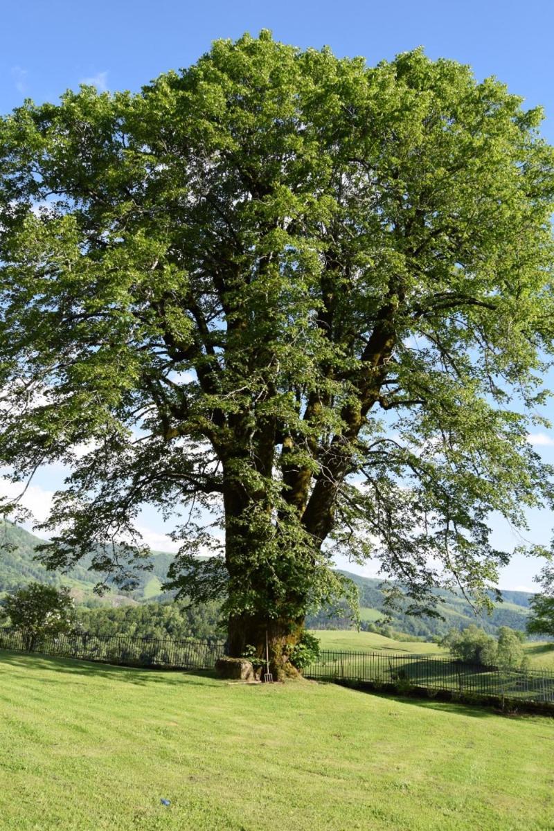 Gite 4 Personnes Dans Le Cantal Animaux Bienvenus Lascelle Dış mekan fotoğraf